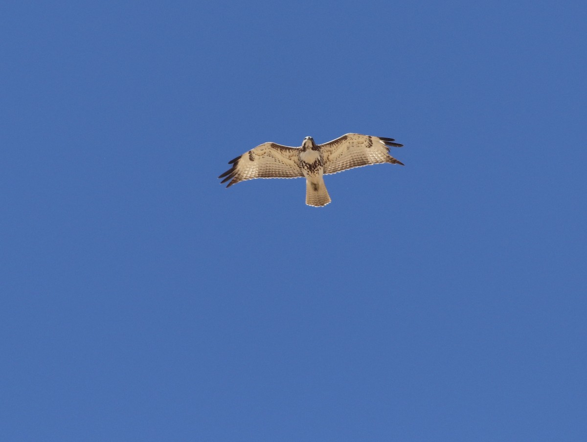 Red-tailed Hawk - ML207805531
