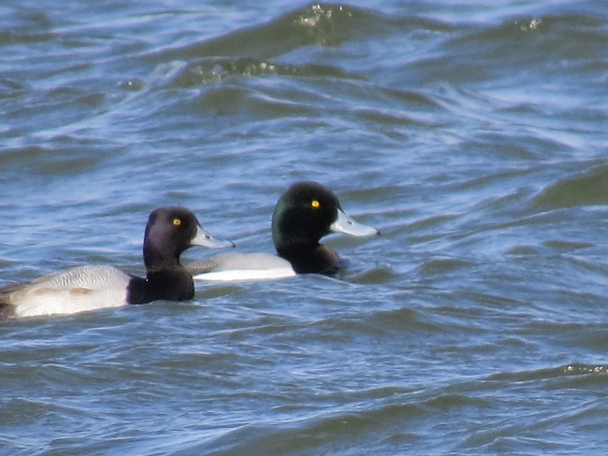 Greater Scaup - ML207806061