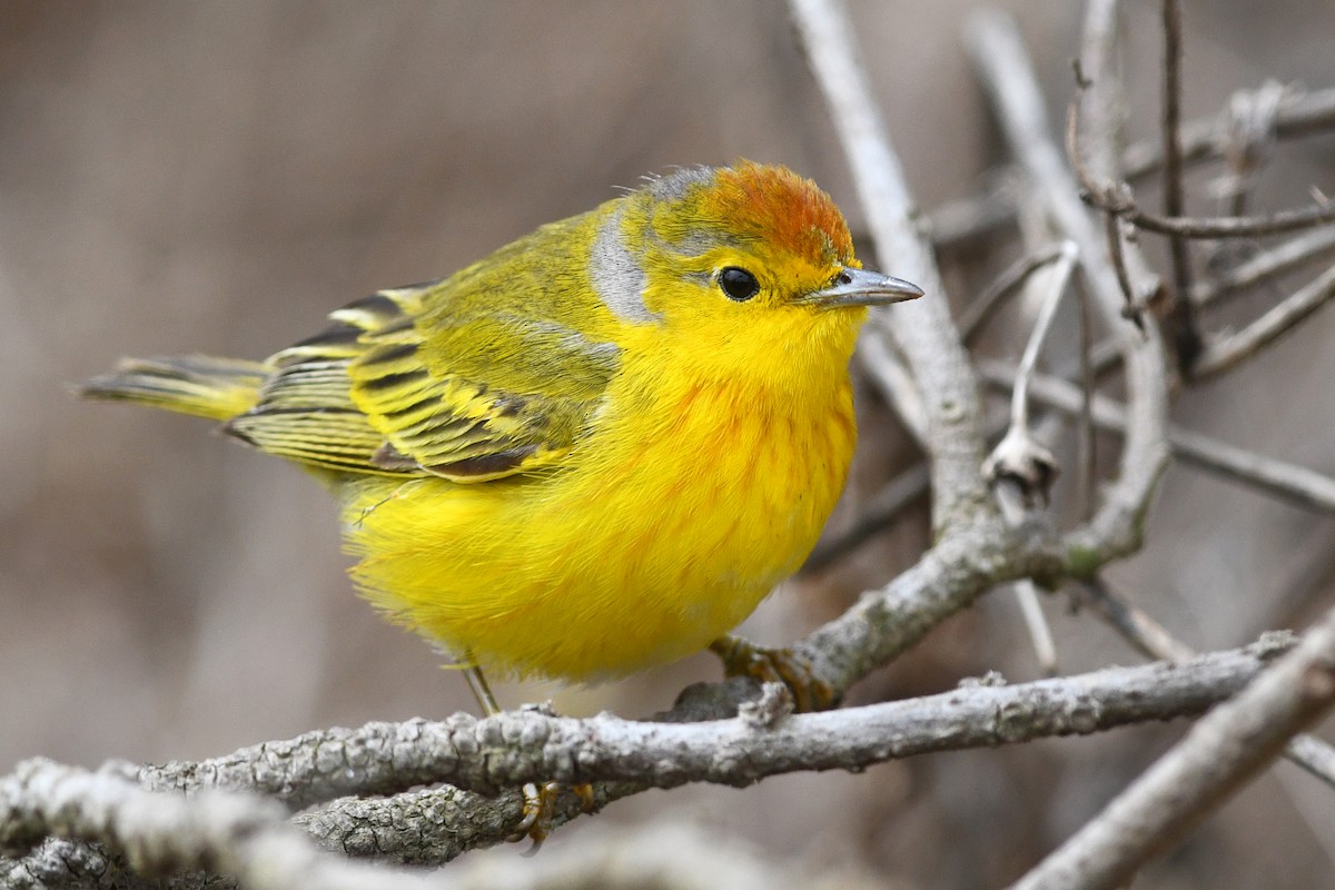 Yellow Warbler (Galapagos) - David M. Bell