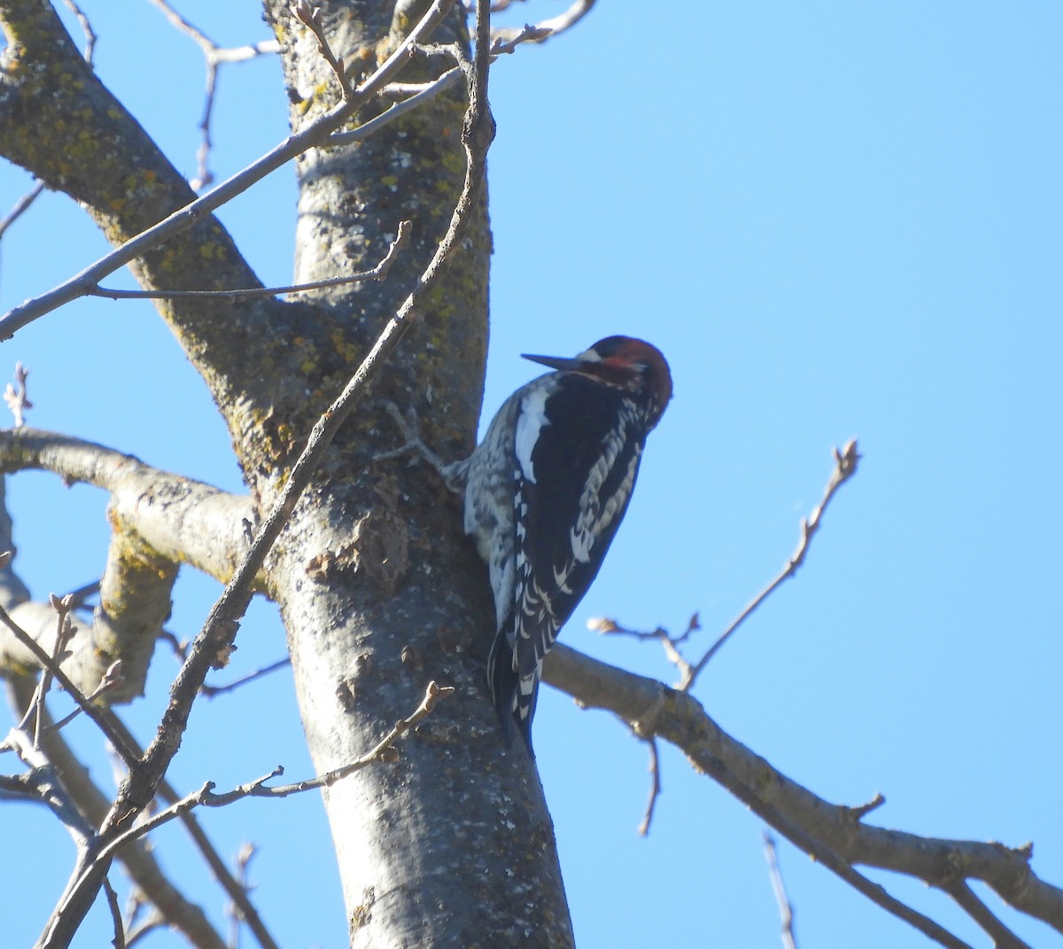 Red-breasted Sapsucker - ML207807081