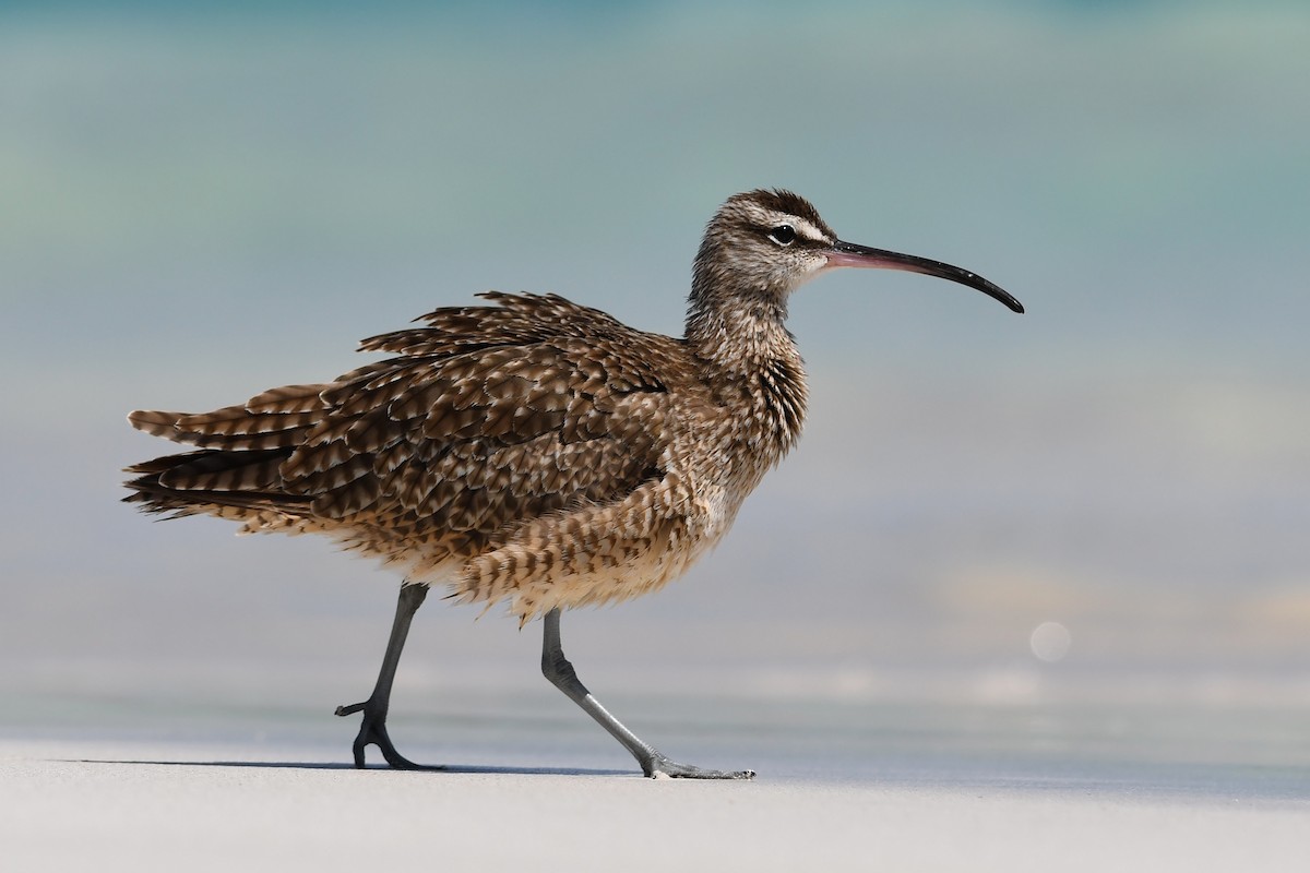 Whimbrel (Hudsonian) - David M. Bell