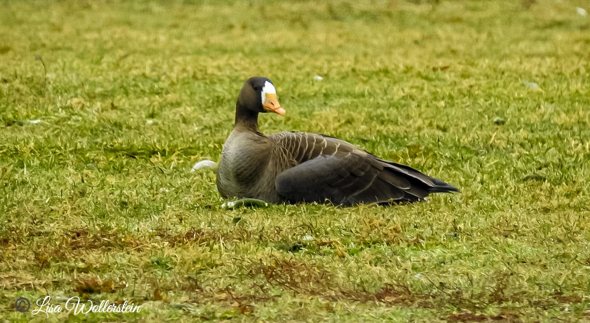 Greater White-fronted Goose - ML207811141