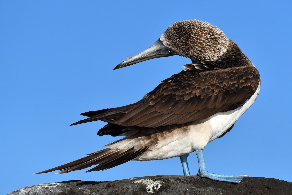 Blue-footed Booby - David M. Bell
