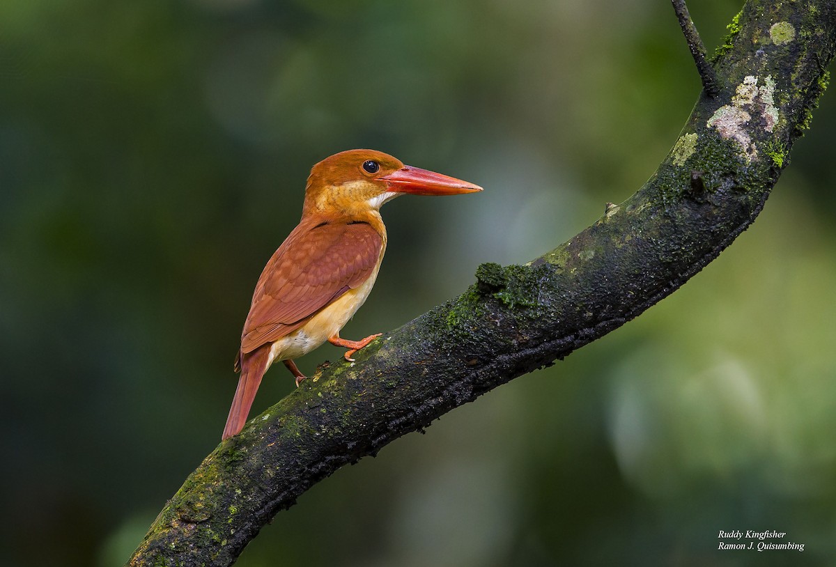 Ruddy Kingfisher - Ramon Quisumbing