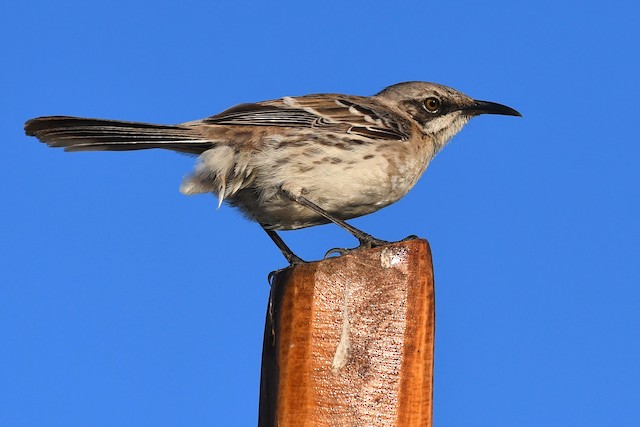 サンクリストバルマネシツグミ Ebird