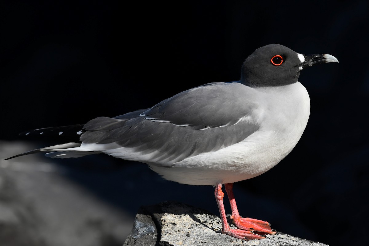 Swallow-tailed Gull - ML207813841