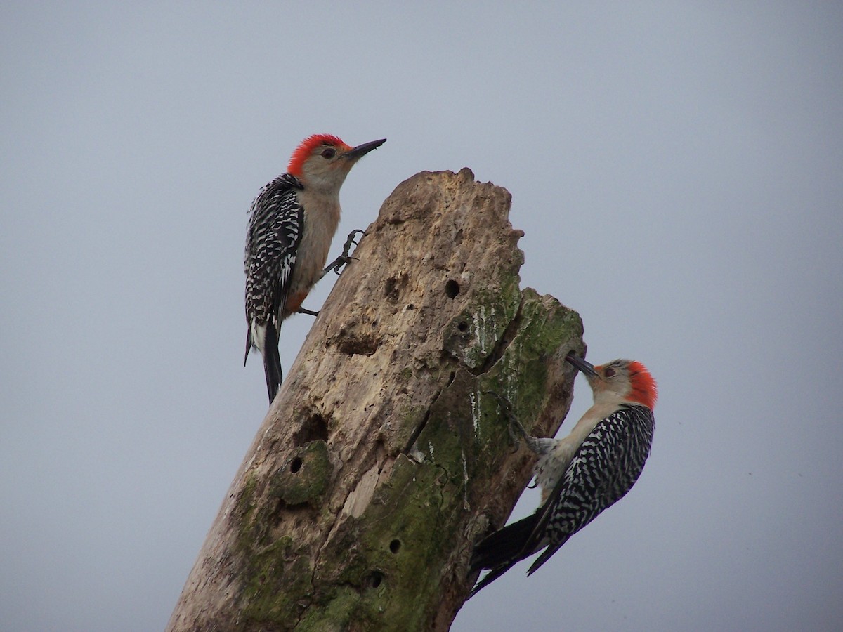 Red-bellied Woodpecker - Geoffrey Palmer