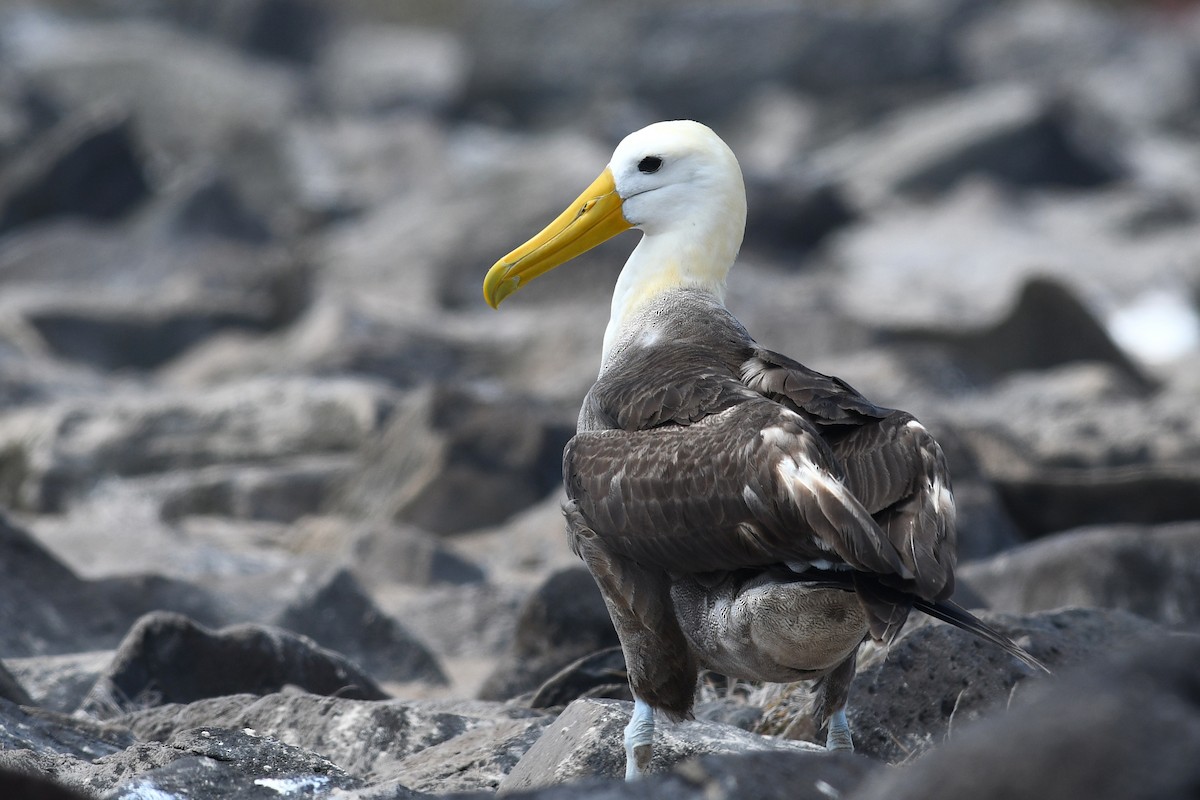 Albatros des Galapagos - ML207818161