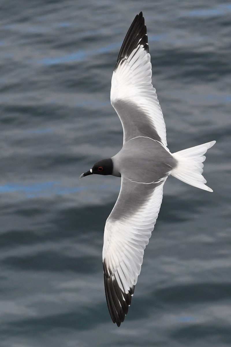 Swallow-tailed Gull - ML207819571