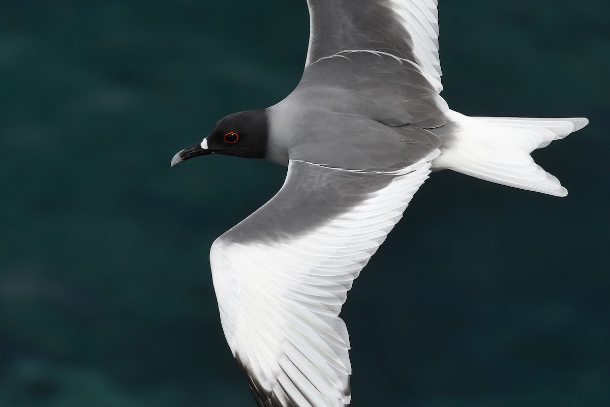 Swallow-tailed Gull - ML207819631
