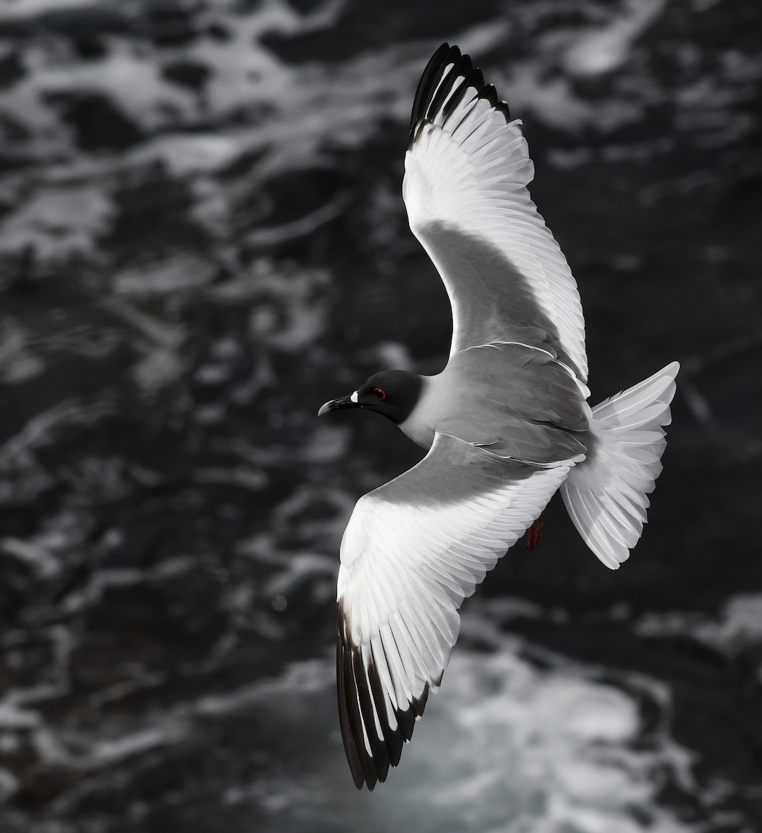 Swallow-tailed Gull - ML207819641