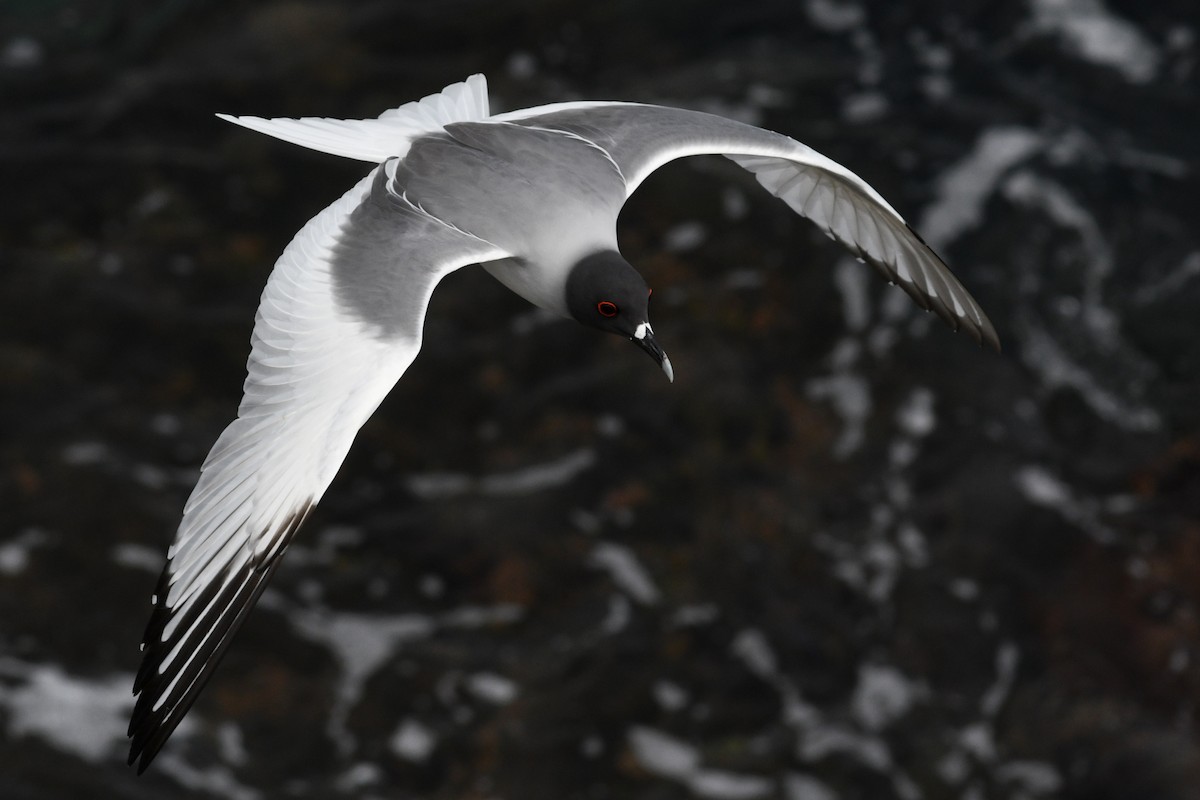 Swallow-tailed Gull - ML207819661