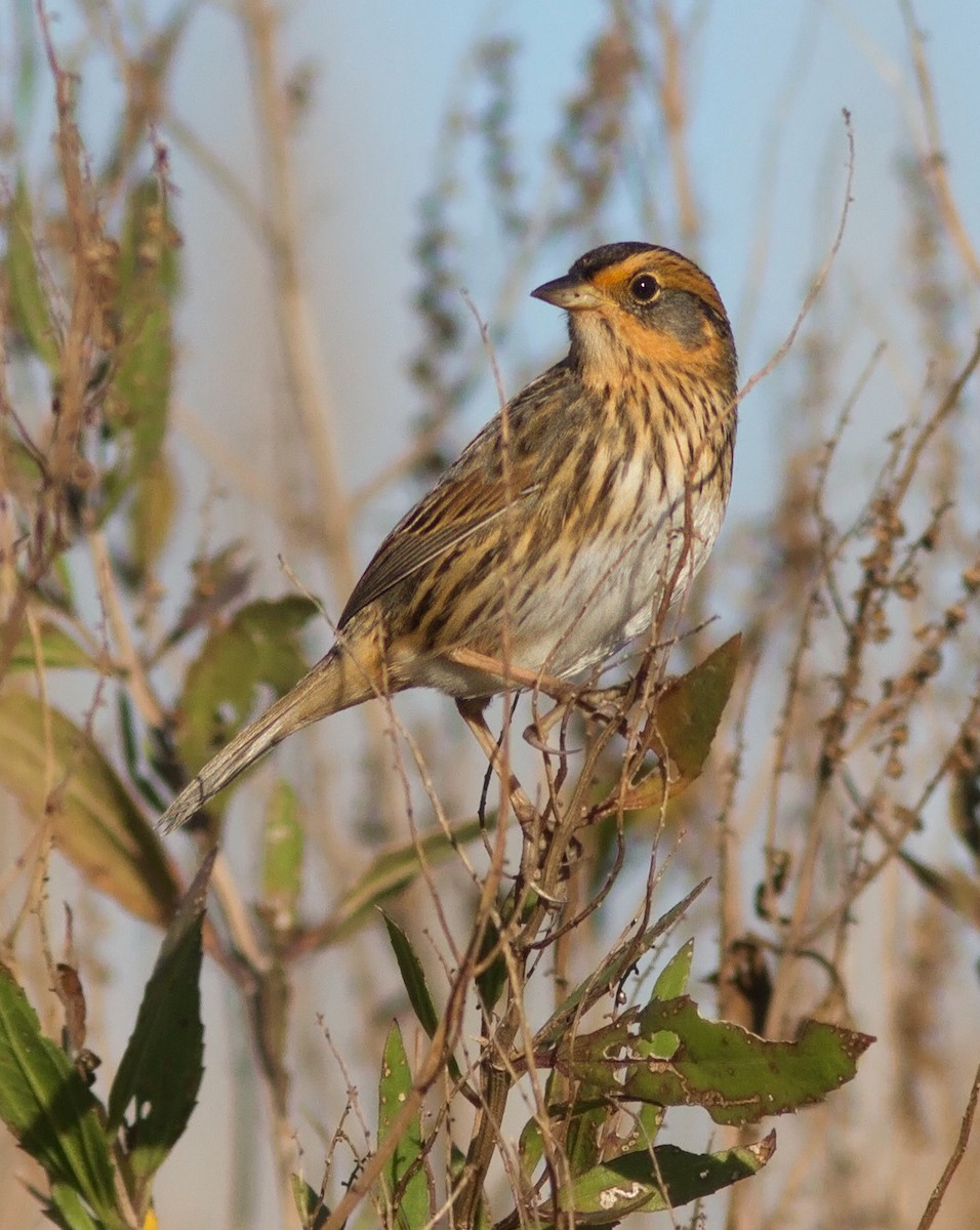 Saltmarsh Sparrow - Mark R Johnson
