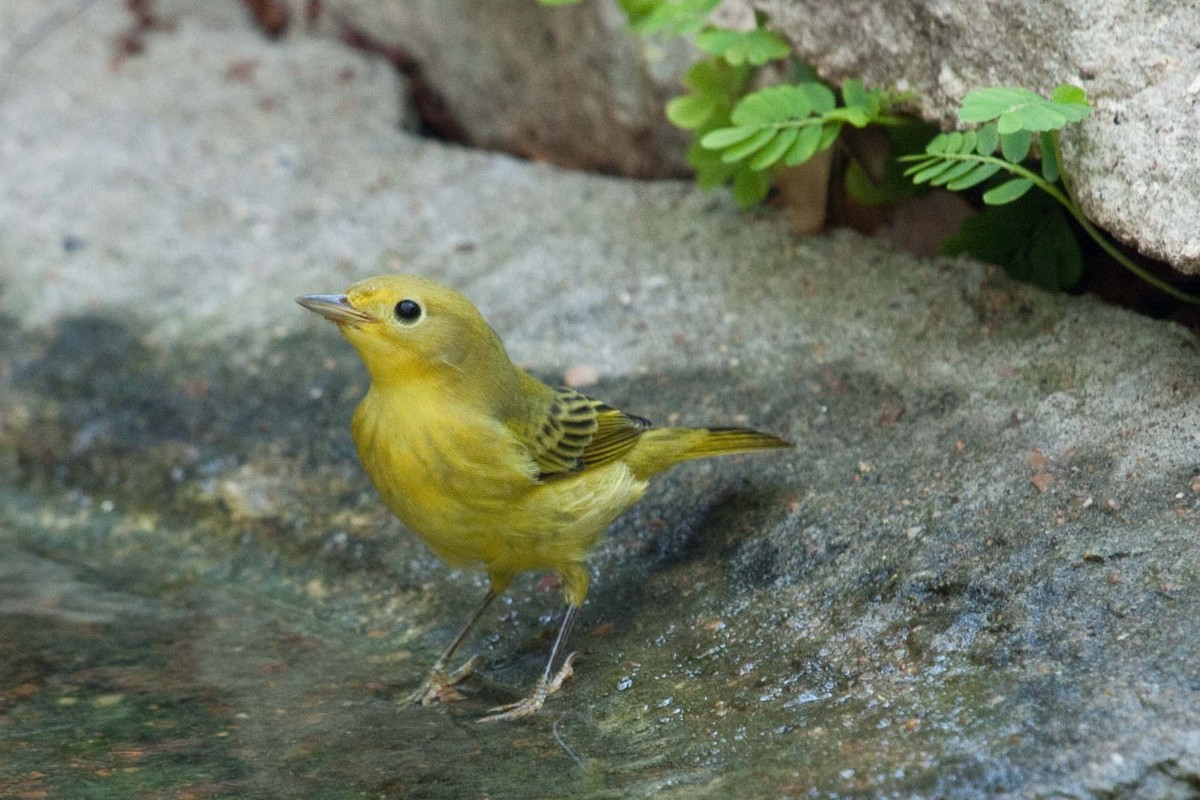 Yellow Warbler - Byron Stone