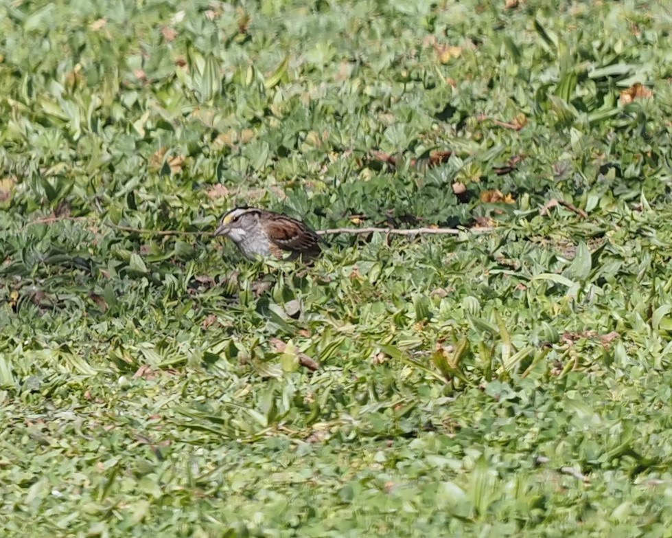 White-throated Sparrow - David Sexton
