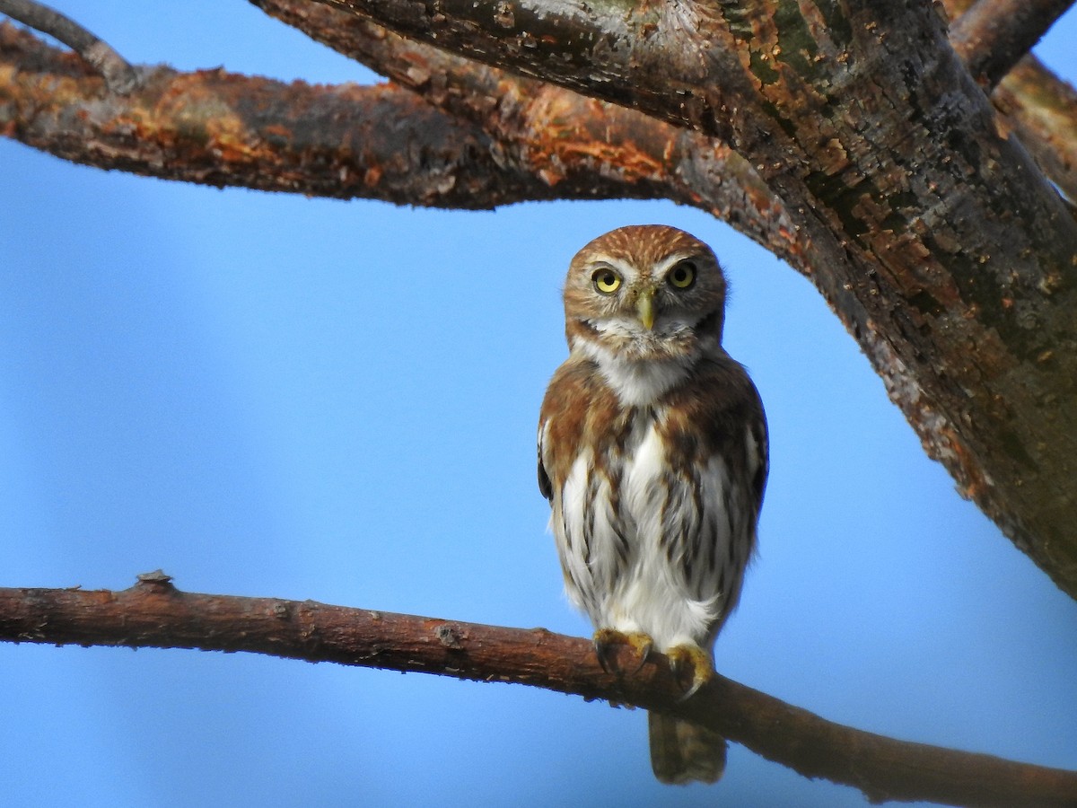 Ferruginous Pygmy-Owl - Club Observadores  de Oriente