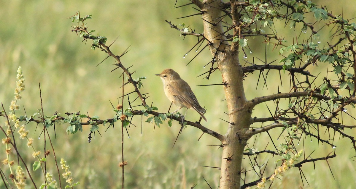Booted Warbler - ML20782721