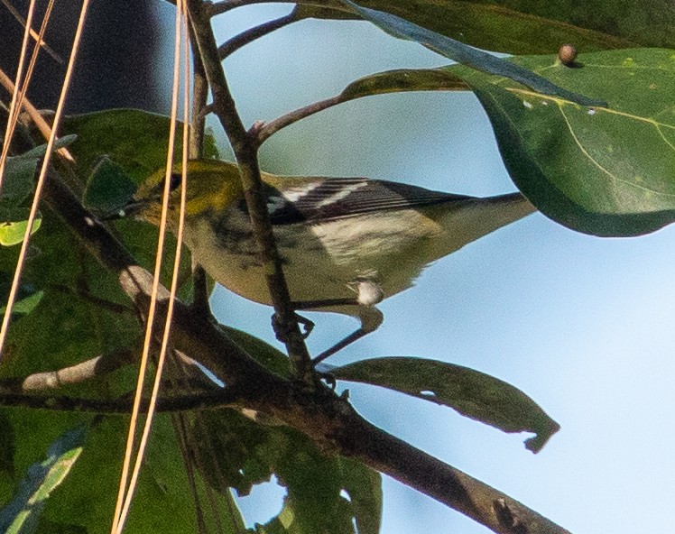 Black-throated Green Warbler - Cathy Bleier