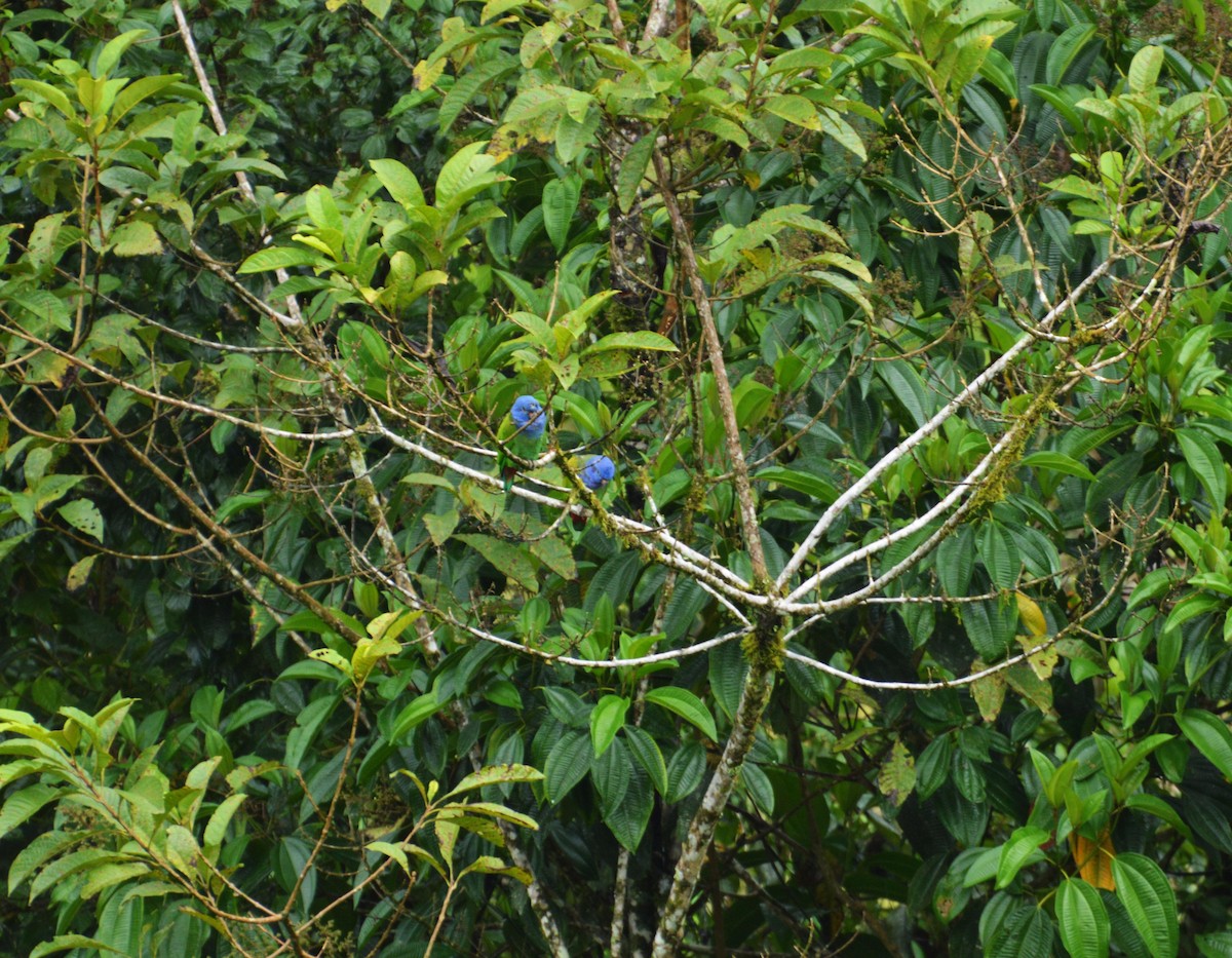 Blue-headed Parrot - Luis Alberto Salagaje Muela
