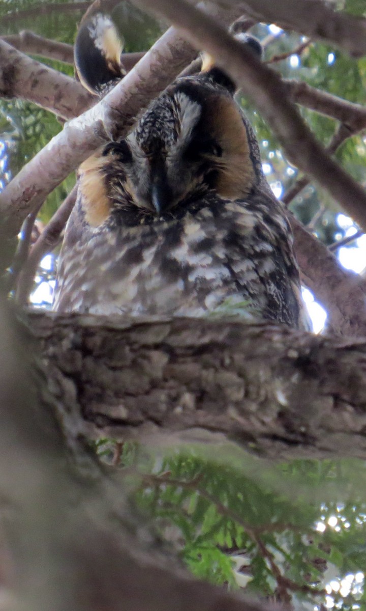 Long-eared Owl - ML207829401