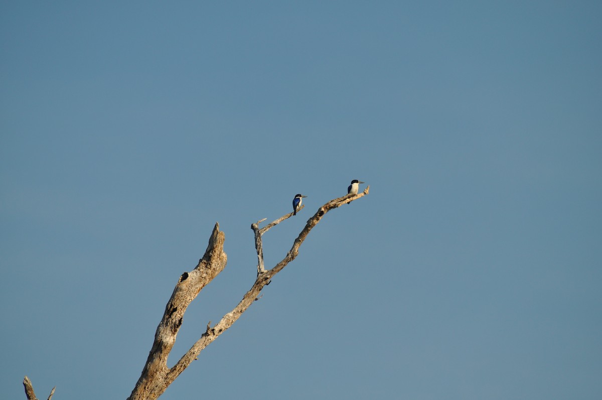 Forest Kingfisher - ML207830911