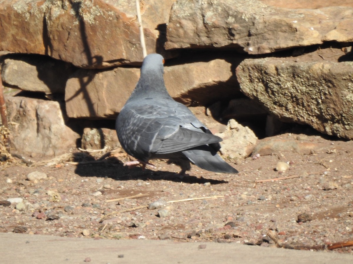 Rock Pigeon (Feral Pigeon) - ML207832181
