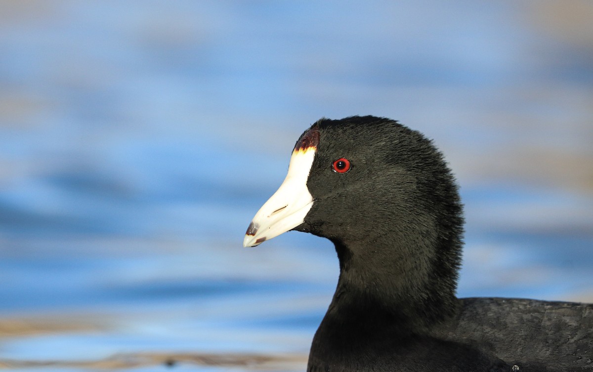 American Coot - Drew Chaney