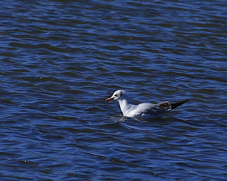 Mouette rieuse - ML207841341
