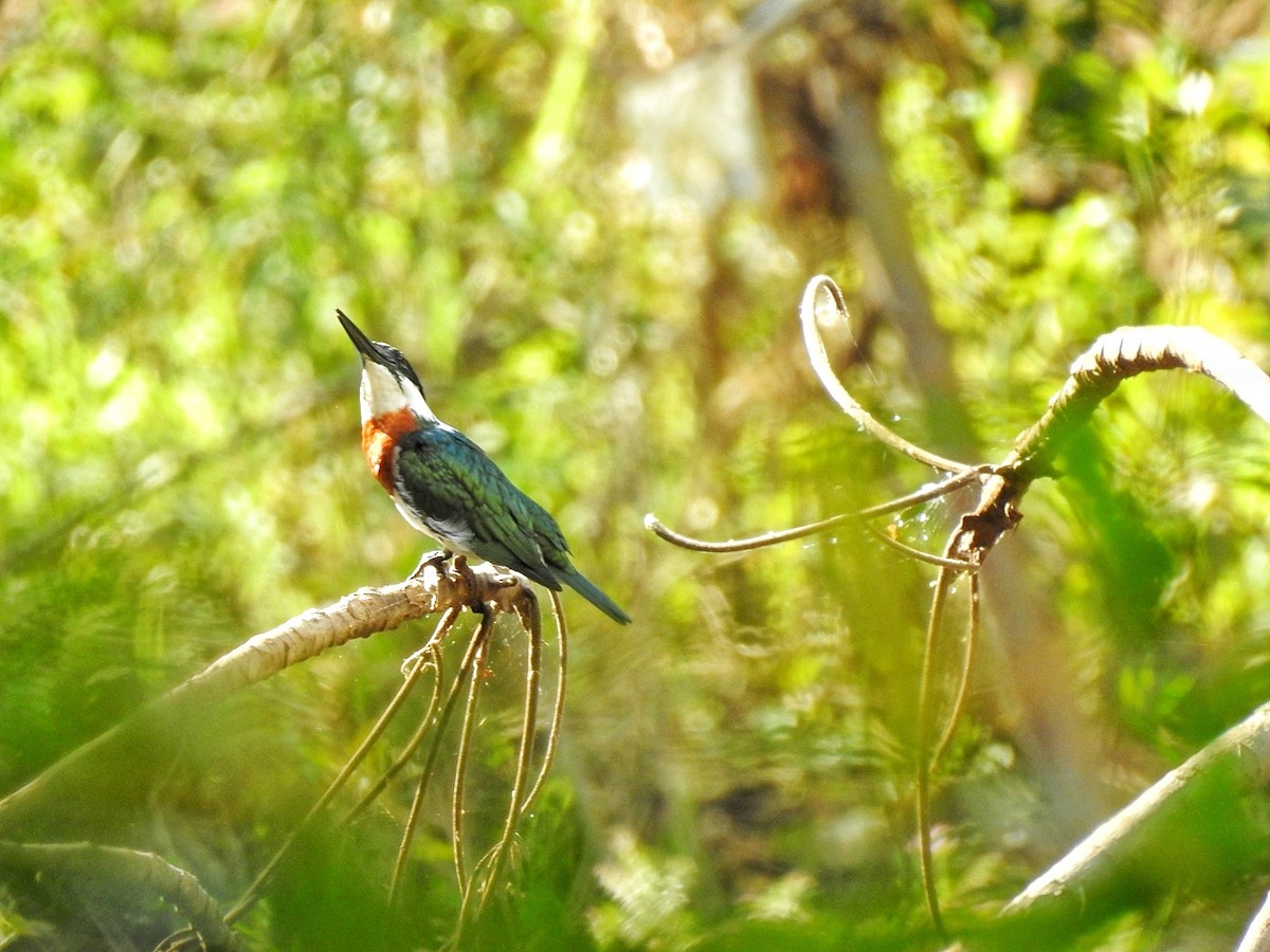 Green Kingfisher - Club Observadores  de Oriente