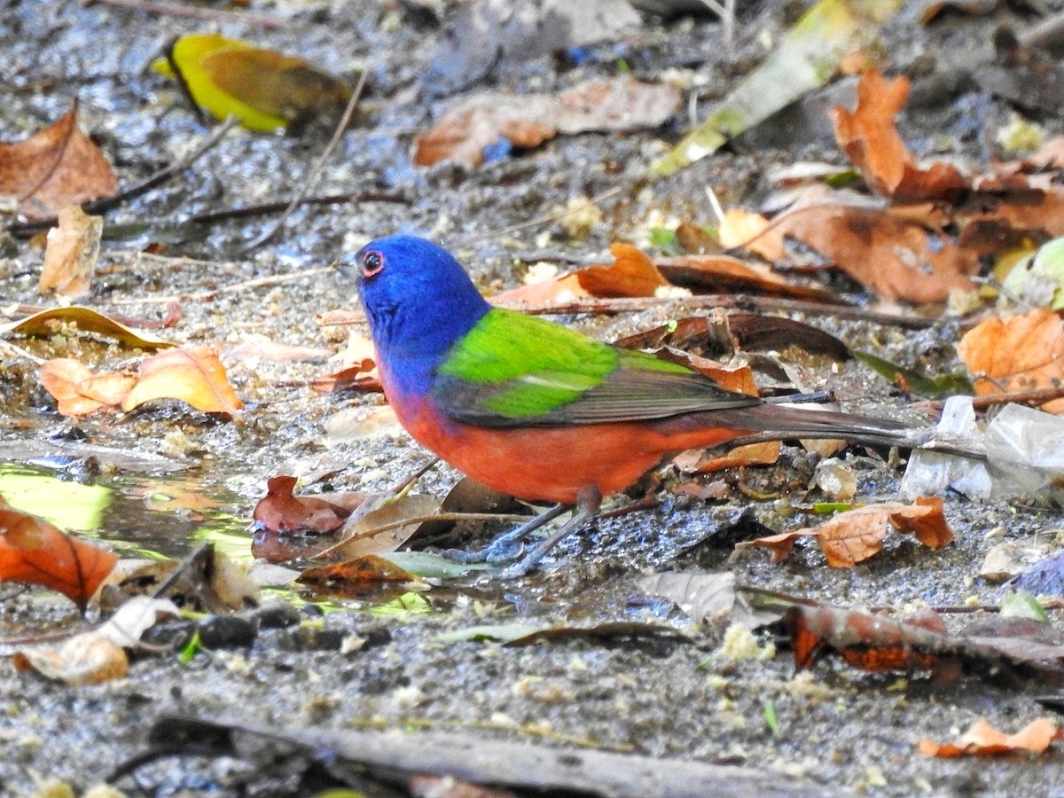 Painted Bunting - ML207841521