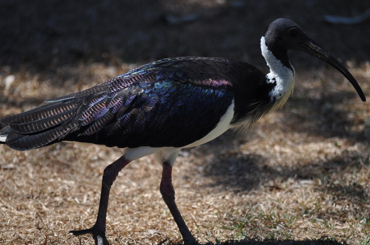 ibis slámokrký - ML207841641