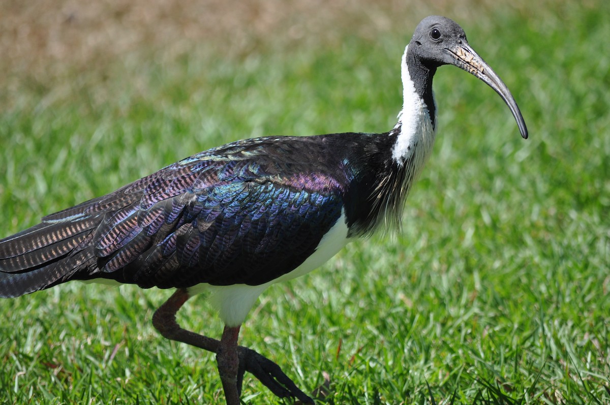 ibis slámokrký - ML207841661