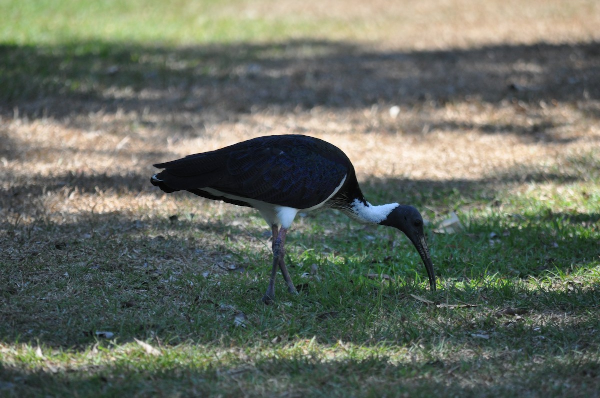 ibis slámokrký - ML207841721