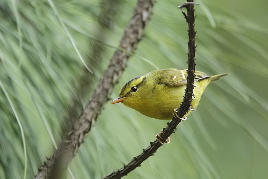 Sulphur-breasted Warbler - Cheng Qian