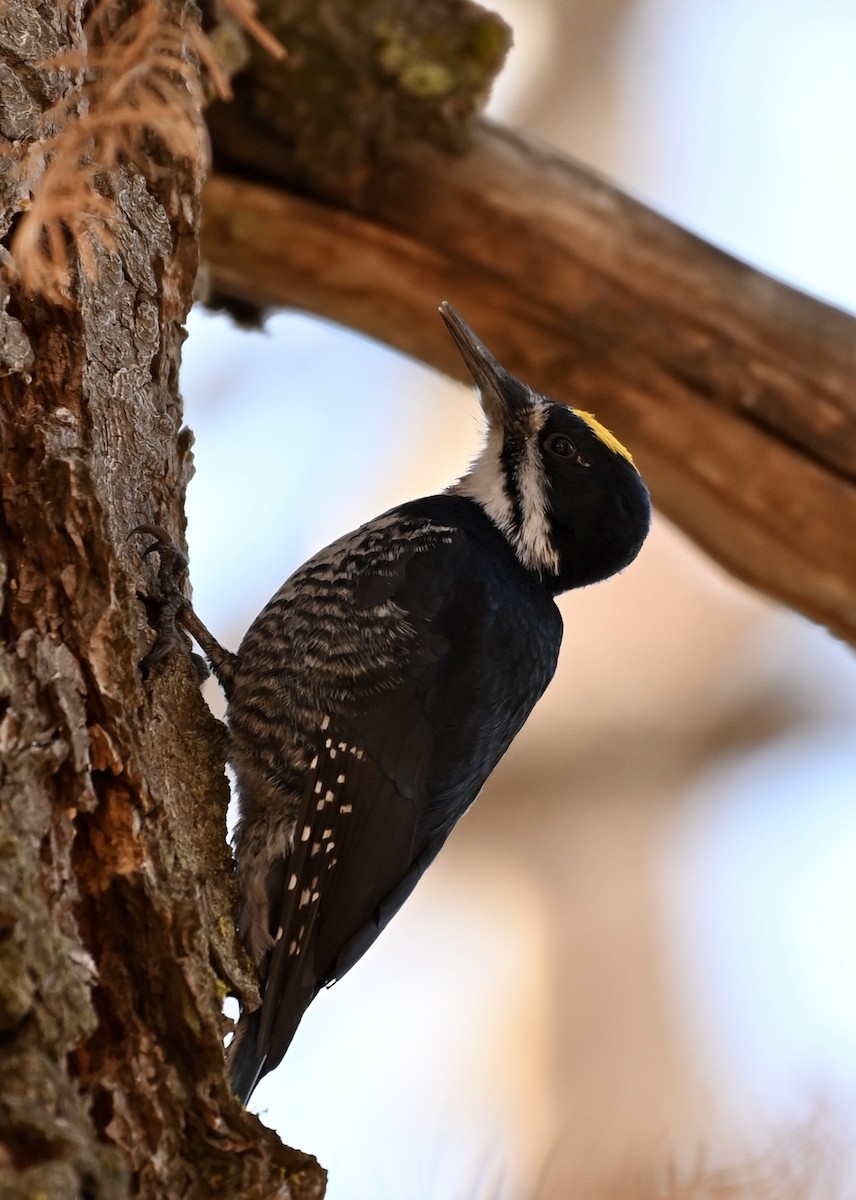 Black-backed Woodpecker - ML207846951