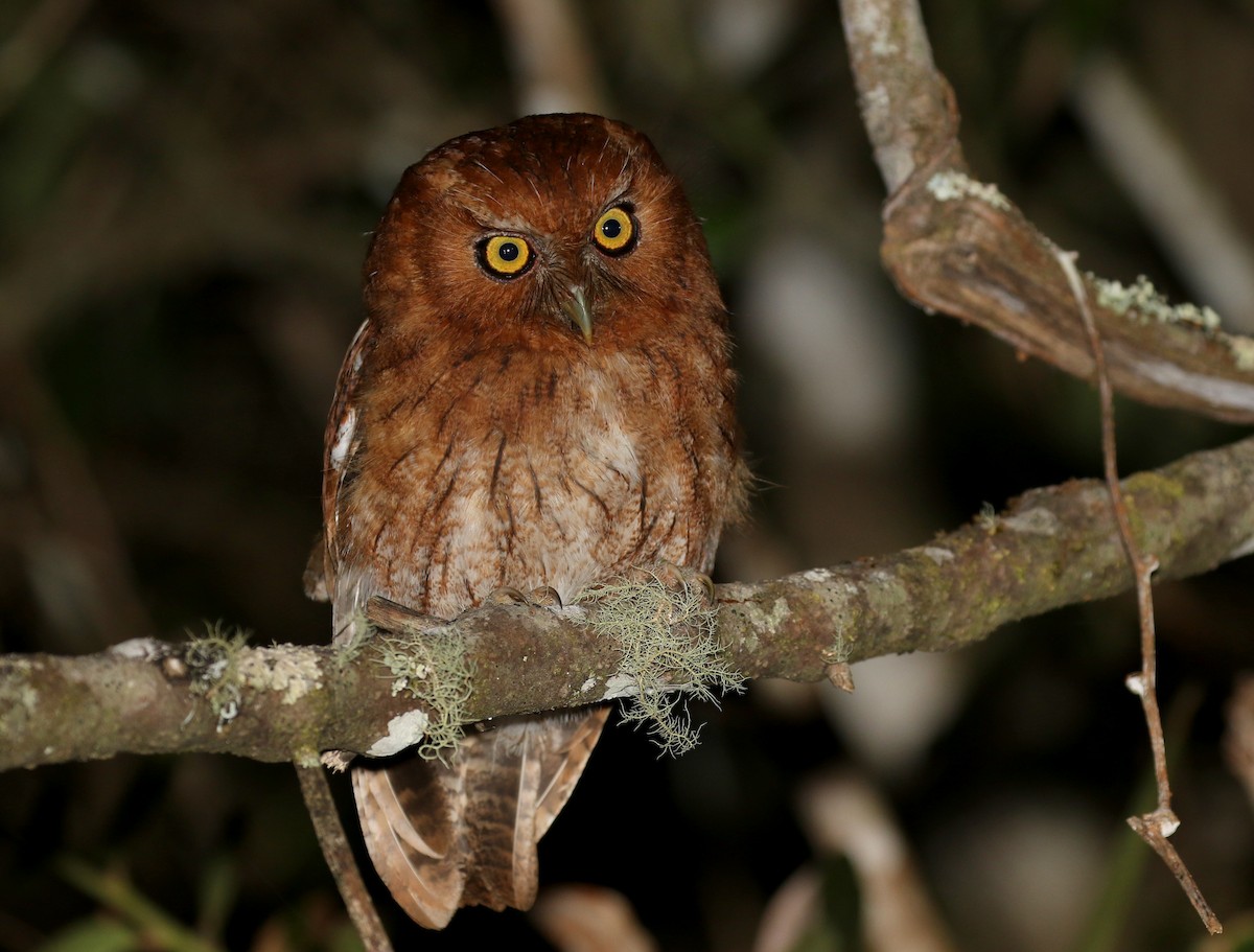 Santa Marta Screech-Owl - Matthew Grube