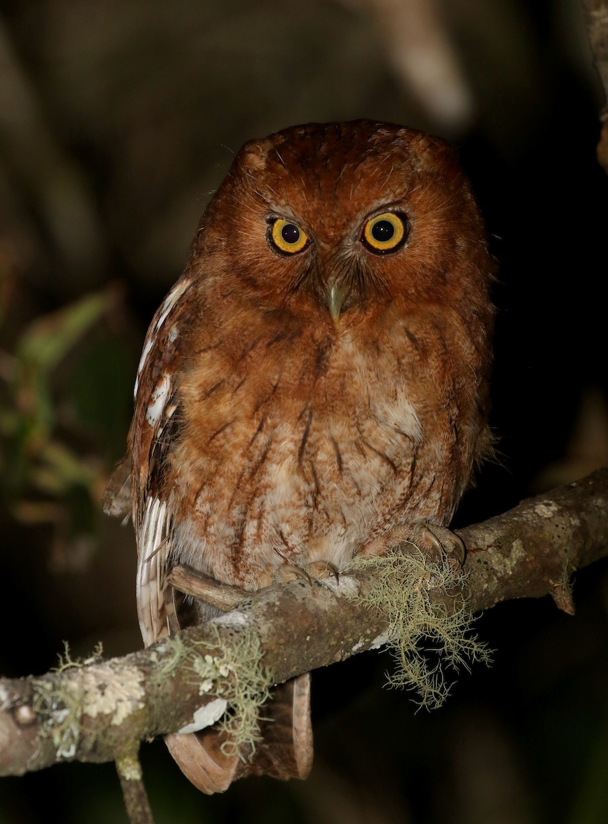 Santa Marta Screech-Owl - Matthew Grube