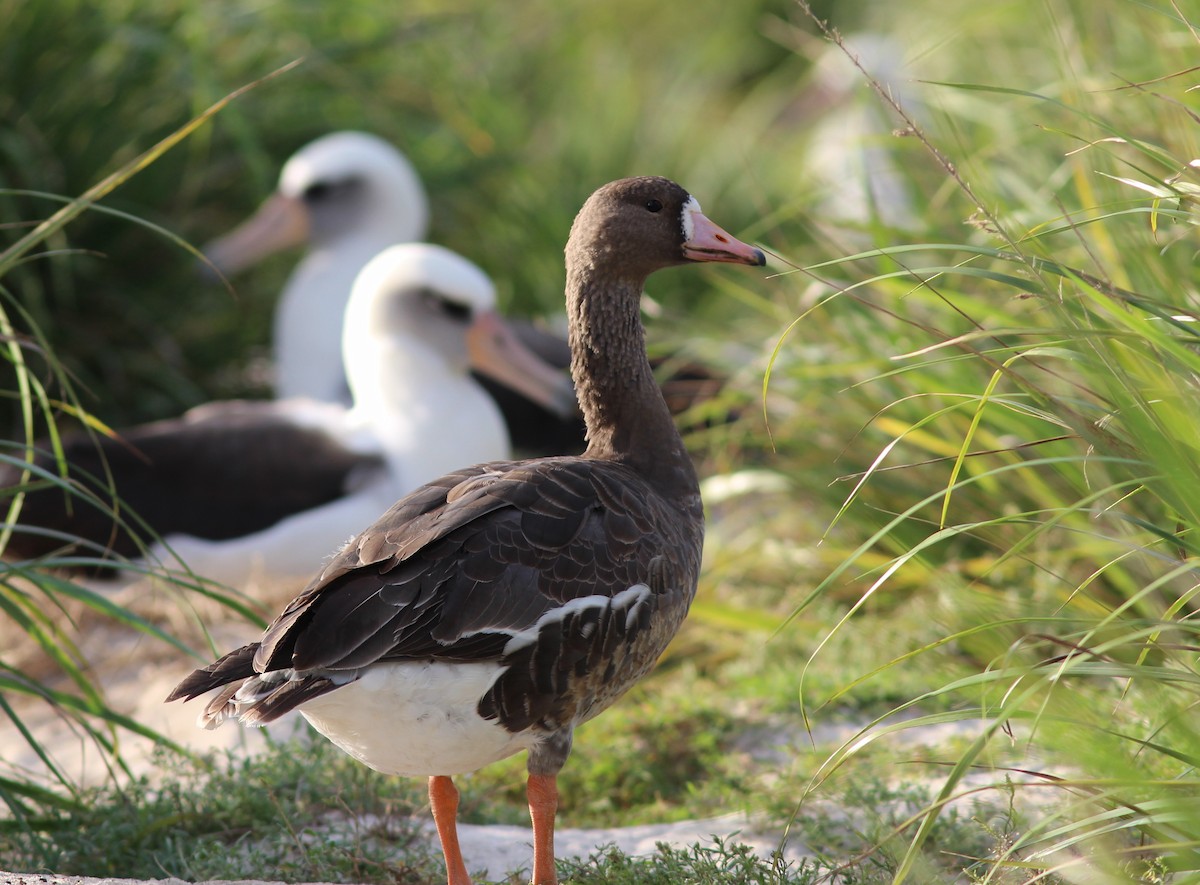 Greater White-fronted Goose - ML207847521