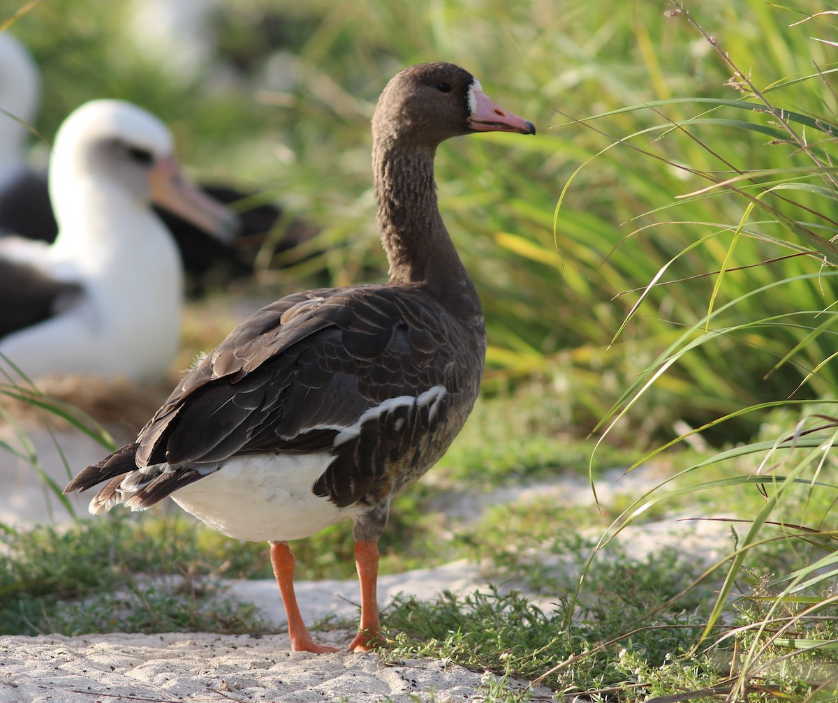 Greater White-fronted Goose - ML207847571