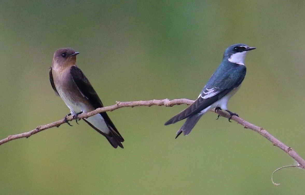 Southern Rough-winged Swallow - ML20786191