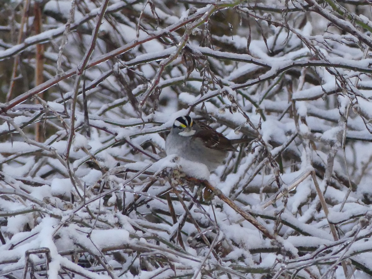 White-throated Sparrow - ML207864751