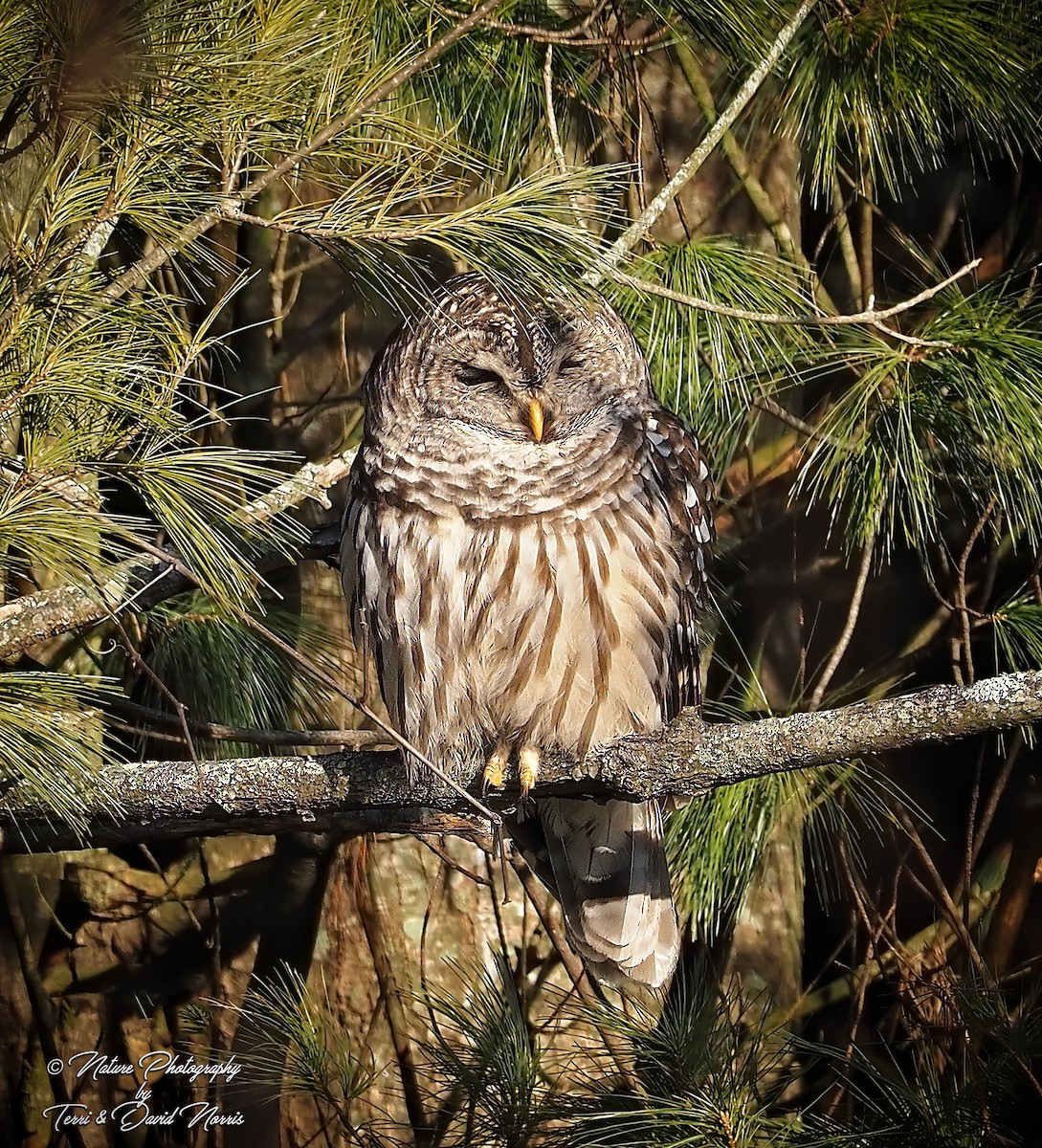 Barred Owl - Terri Norris