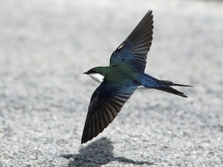  - Bahama Swallow
