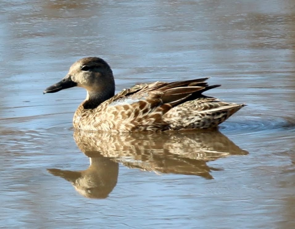 Blue-winged Teal - ML207870961