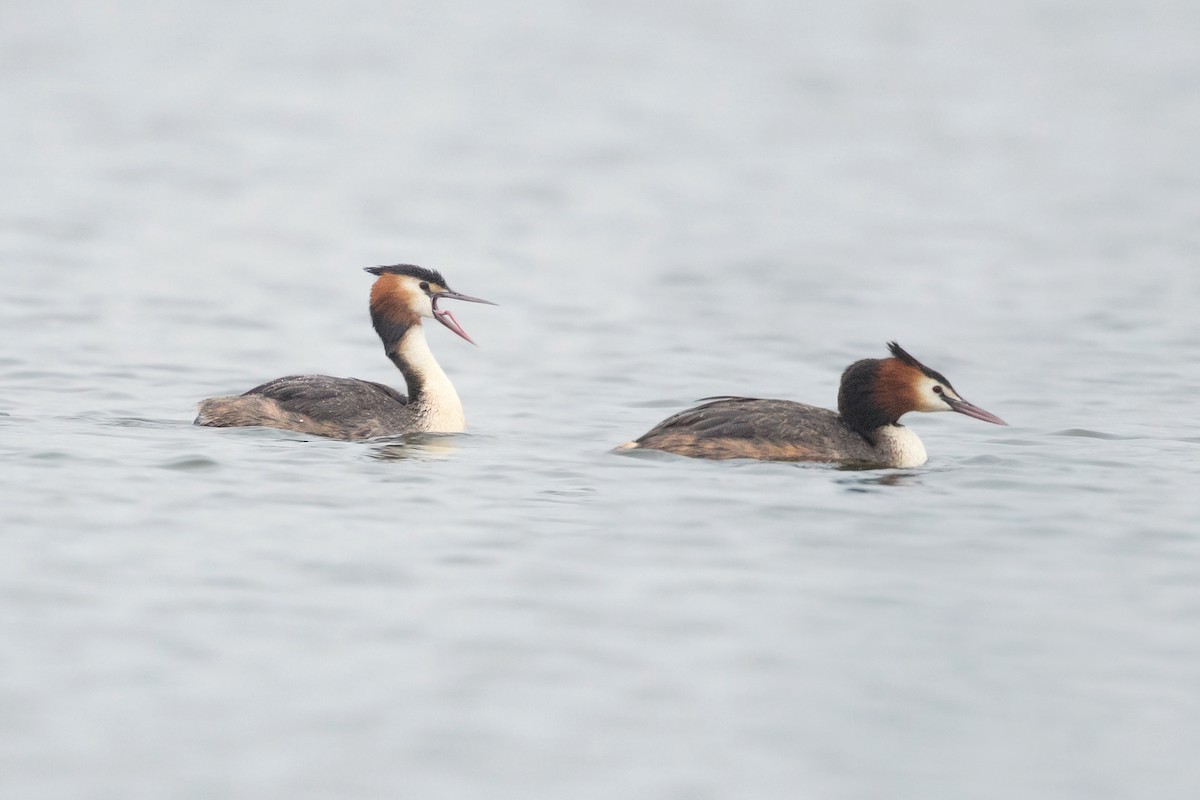 Great Crested Grebe - ML207875961