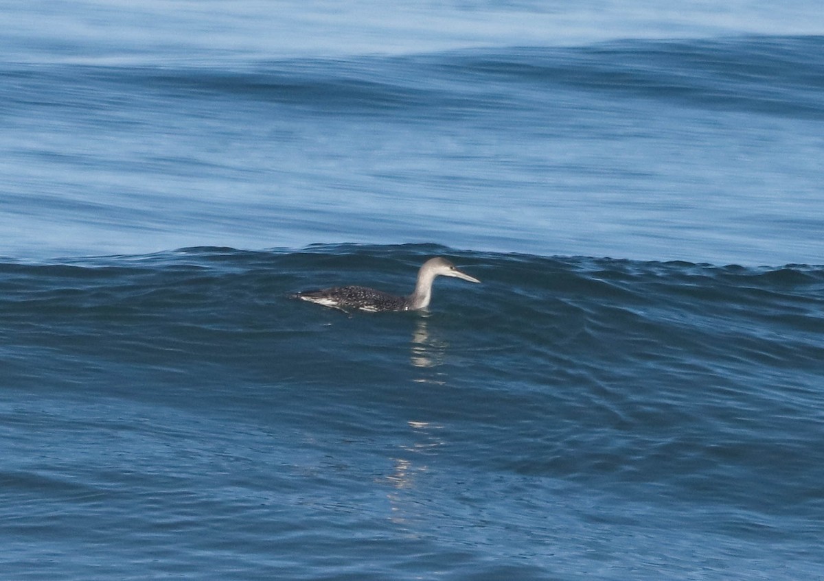 Red-throated Loon - Jonathan  Vargas