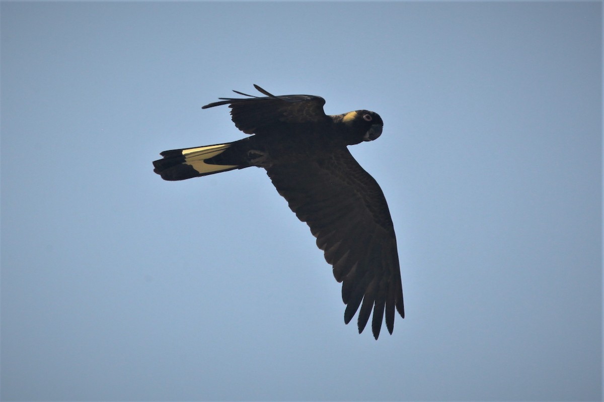 Yellow-tailed Black-Cockatoo - ML207886631