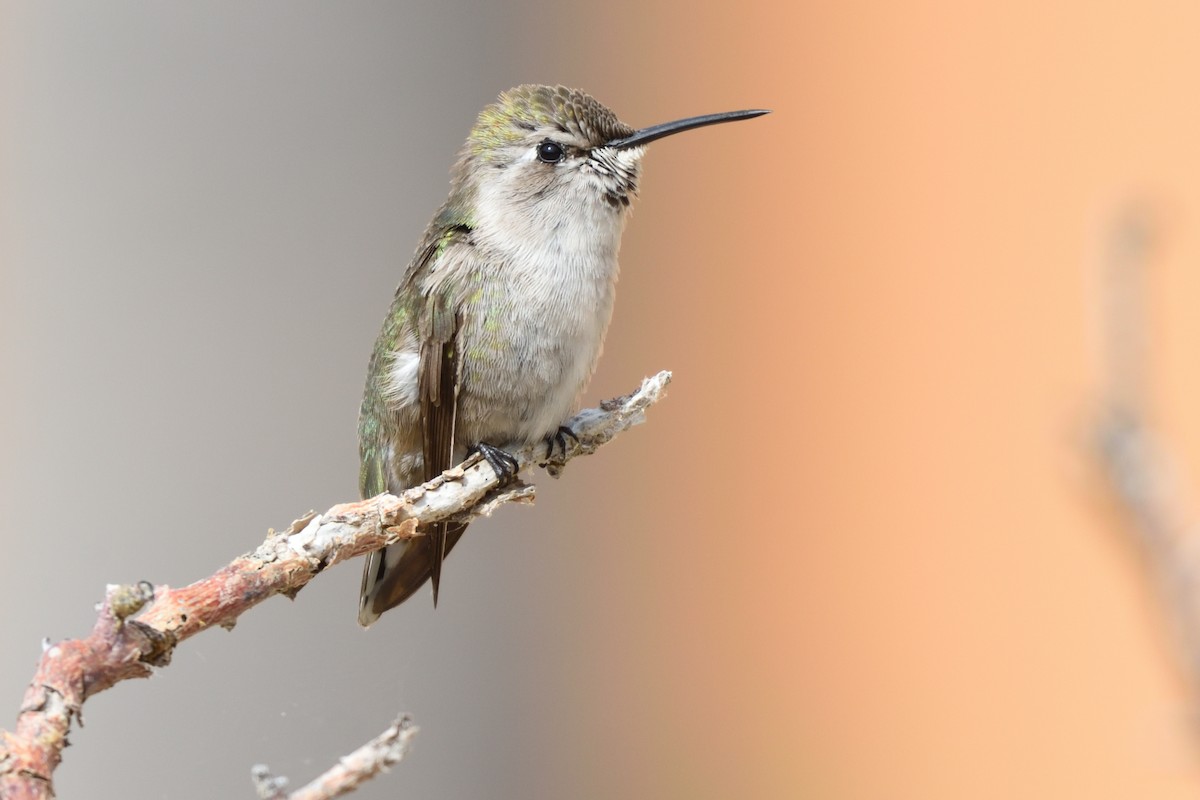 Costa's Hummingbird - German Garcia