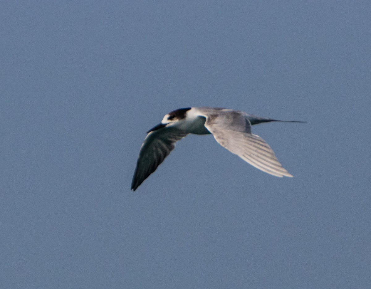 Common Tern - ML207893591