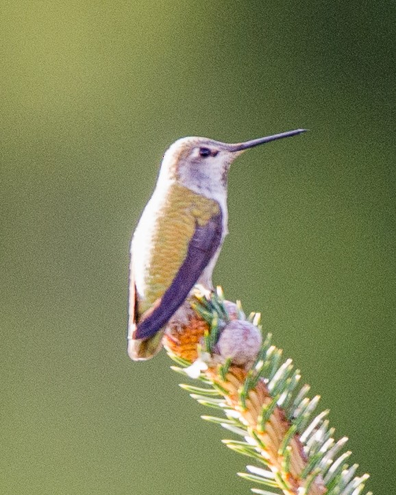 Anna's Hummingbird - Ivan Dubinsky